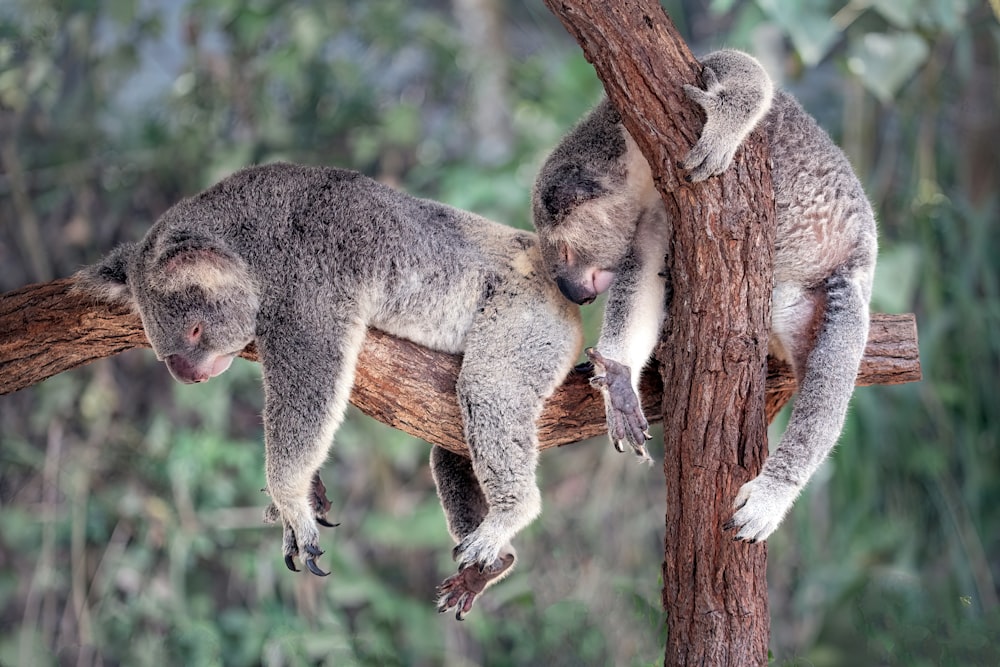 Un paio di koala appesi su un albero