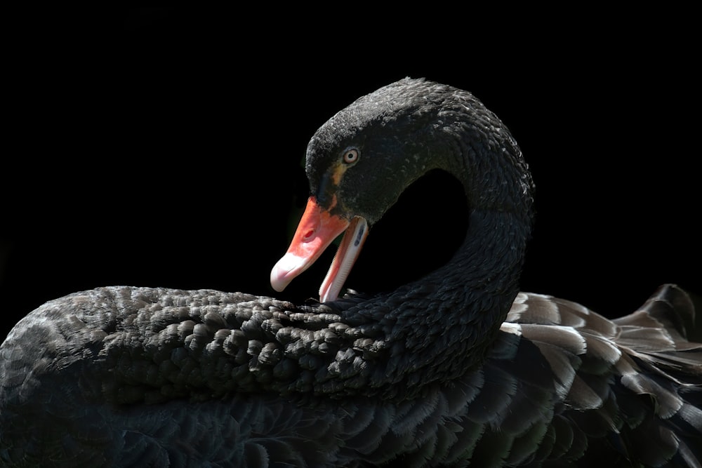 a close up of a black swan with its beak open