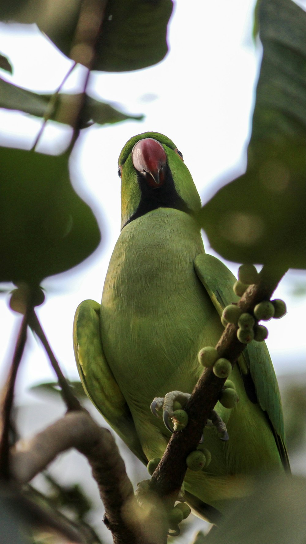 a green bird sitting on top of a tree branch