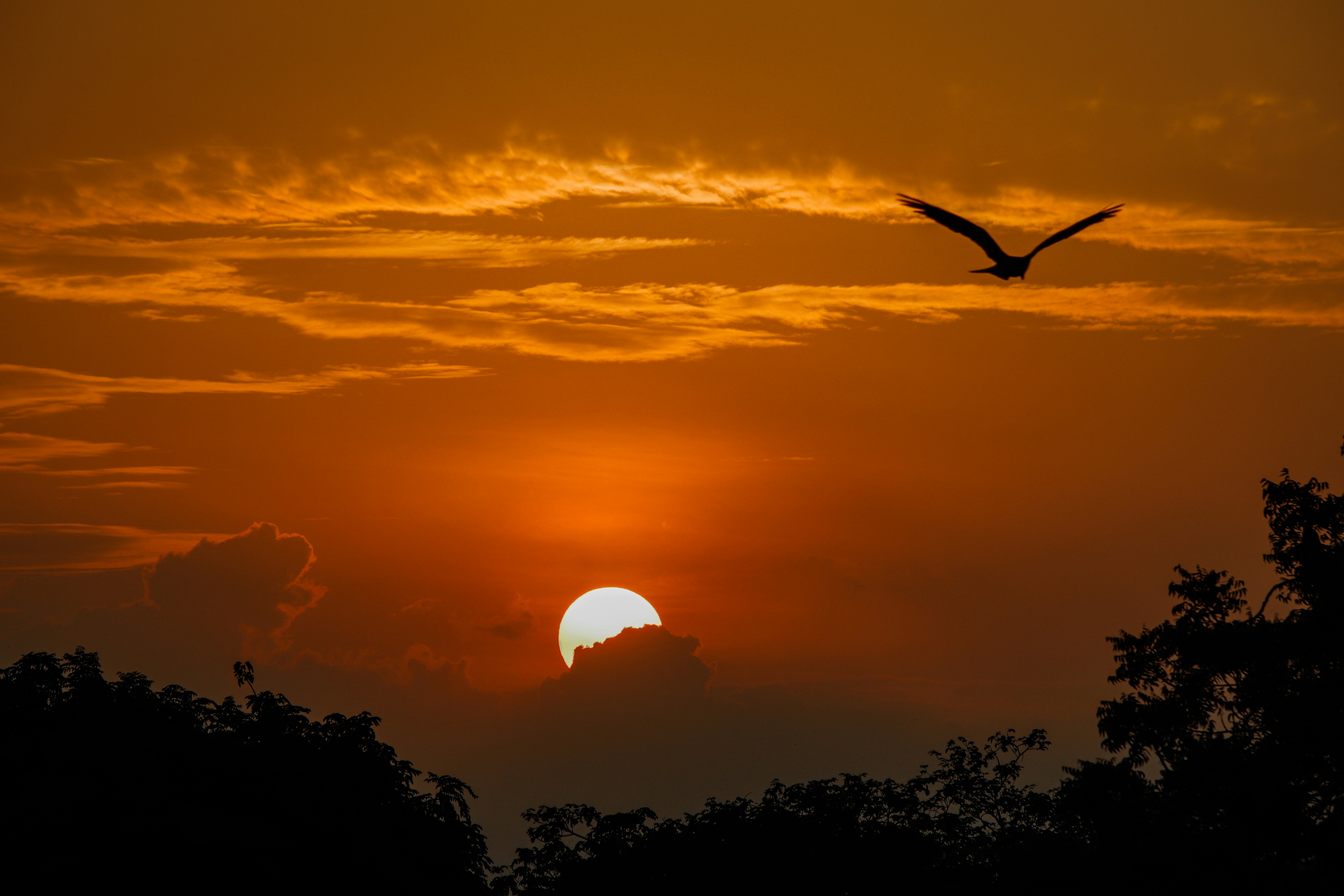a bird flying in front of a setting sun