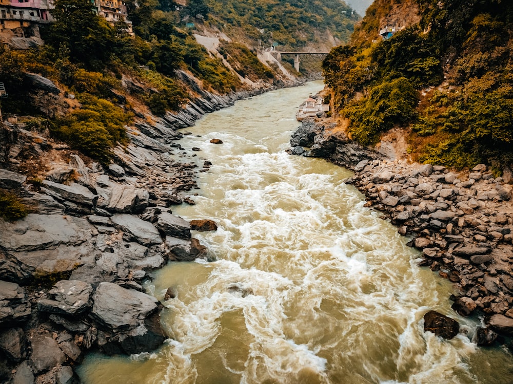 a river running through a lush green forest