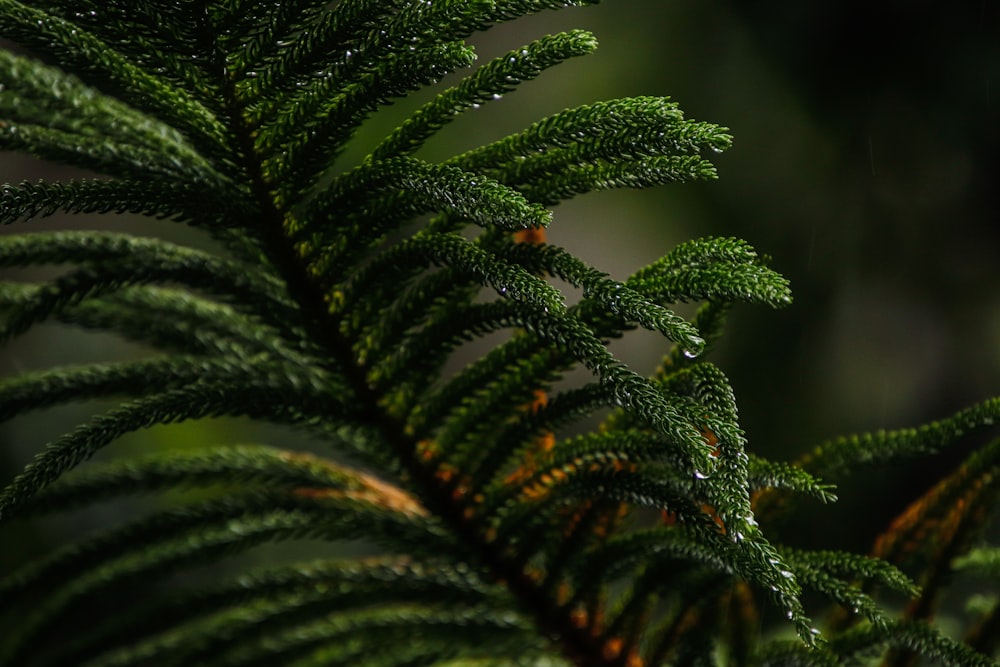 a close up of a green plant with drops of water on it