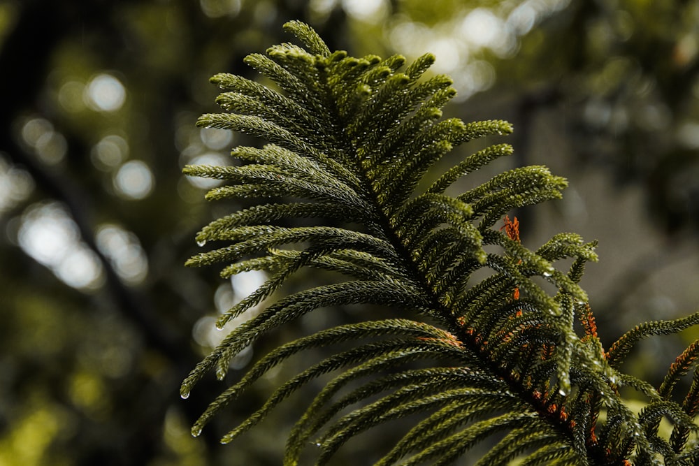 a close up of a tree branch with lots of leaves