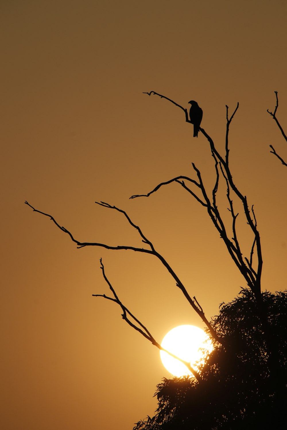 a bird sitting on a tree branch in front of the sun