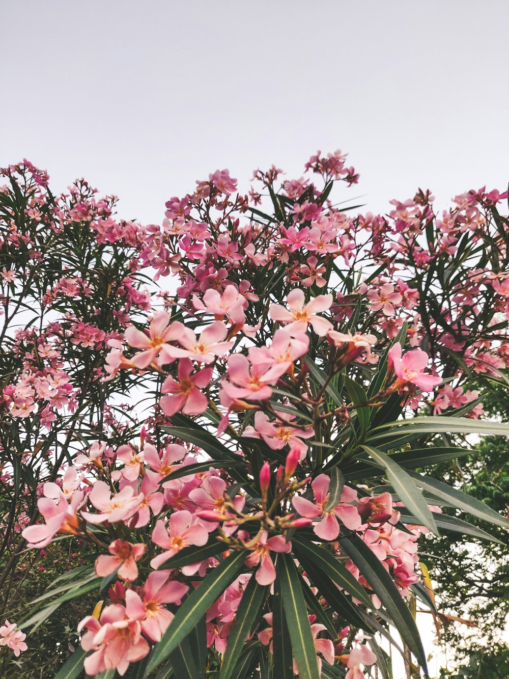 pink flowers are blooming on a palm tree