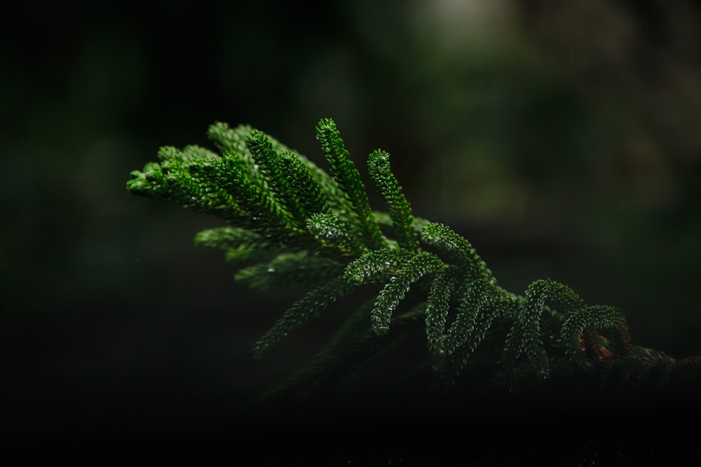 a close up of a green leaf on a branch