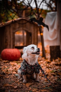 a small white dog wearing a bandana