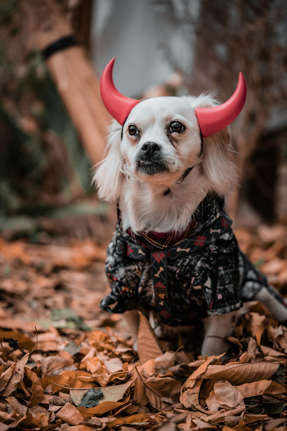 a white dog with red horns and a dress