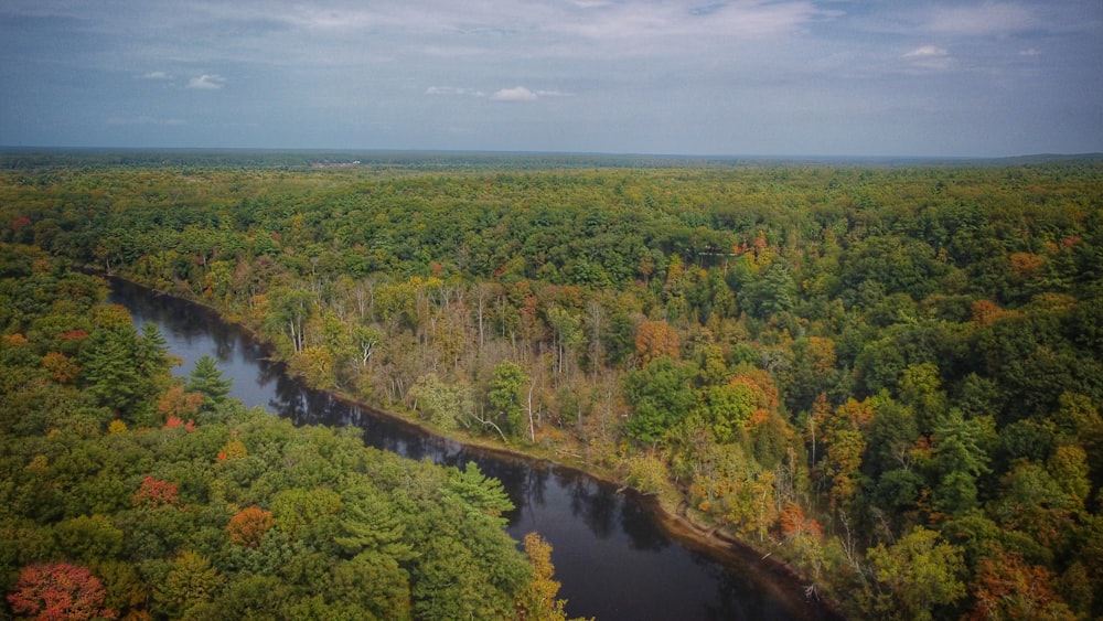 a river running through a lush green forest