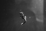 a black and white photo of a sea horse