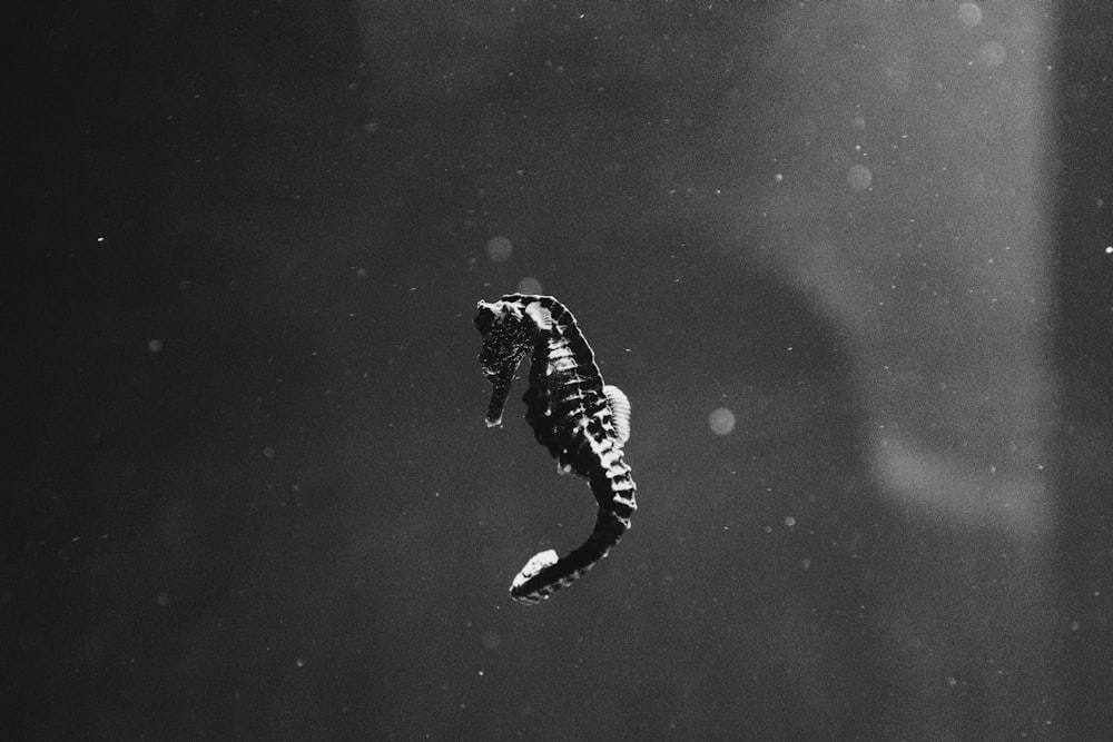 Una foto en blanco y negro de un caballito de mar