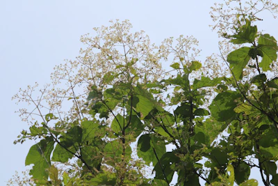 Leafy cannabis plant growing robustly against a clear blue sky backdrop.