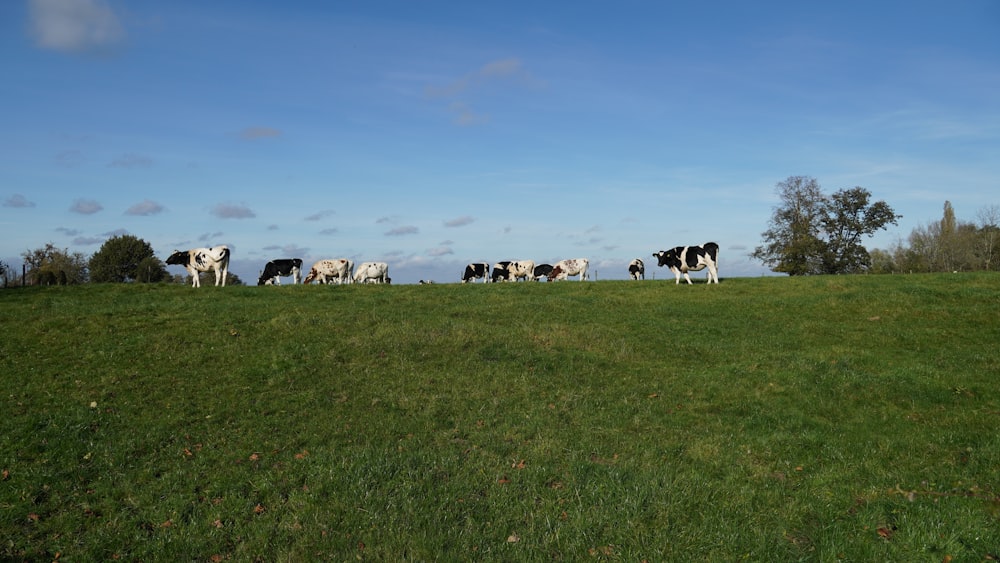 a herd of cows standing on top of a lush green field