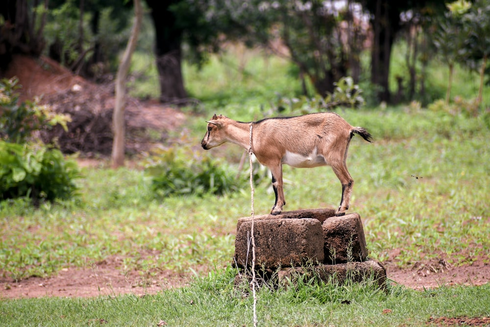 a goat standing on top of a tree stump