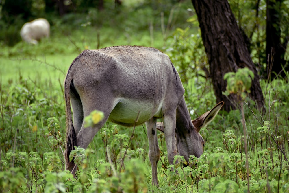 a donkey grazing in a field of tall grass