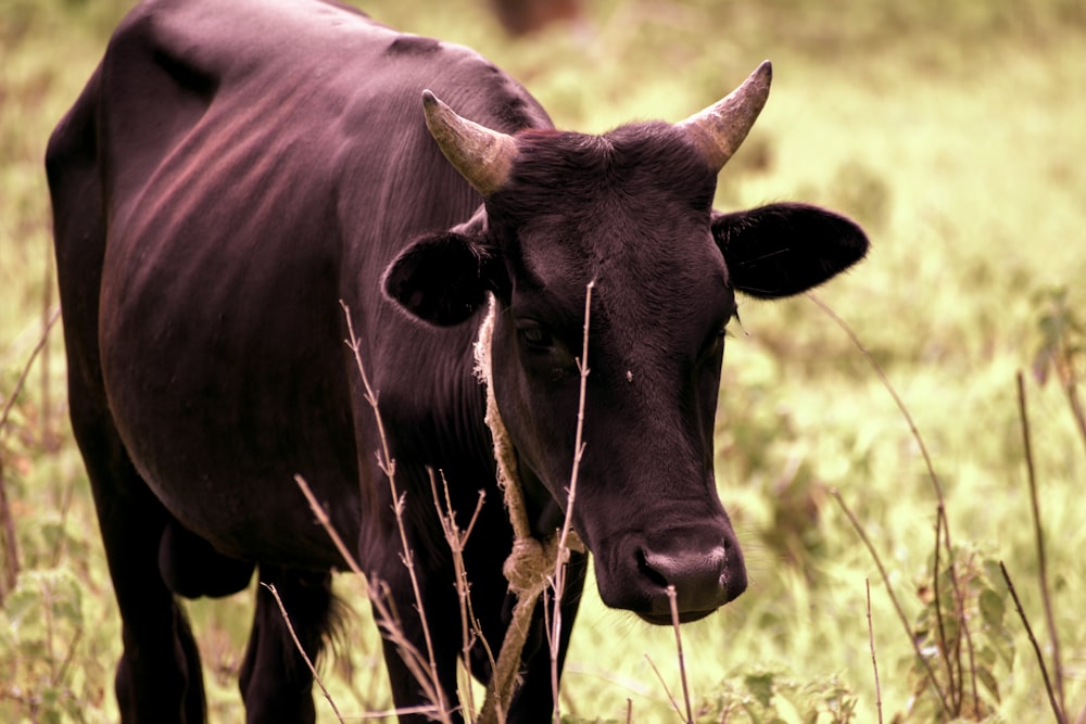a brown cow standing in a grassy field