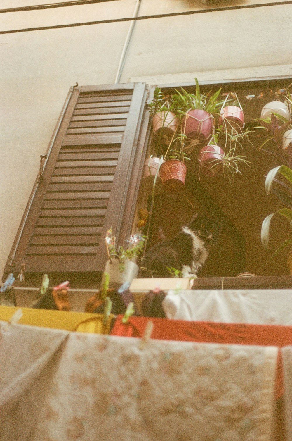 Eine Katze, die auf einem Fensterbrett neben einem Pflanzenstrauß sitzt