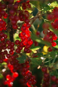 a bunch of red berries hanging from a tree
