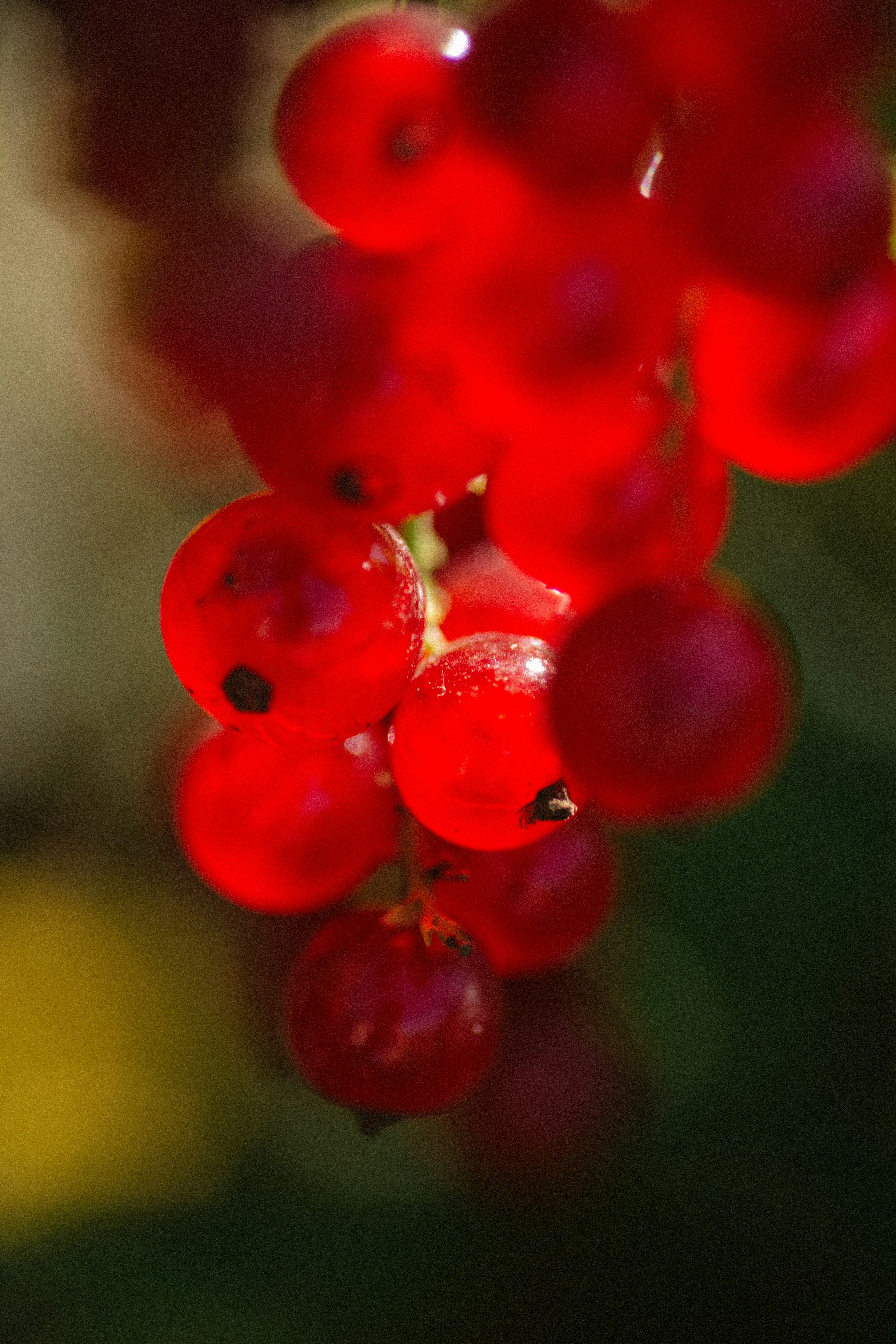 Ein Strauß roter Beeren hängt an einem Baum