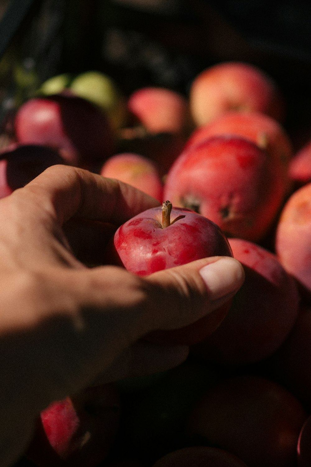 a person holding a piece of fruit in their hand