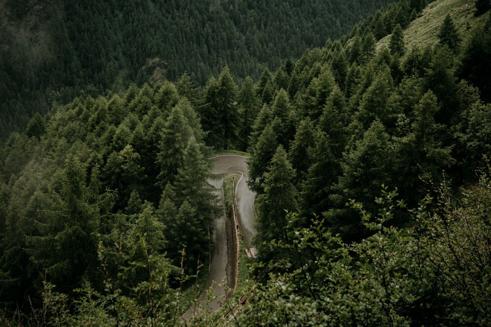 a winding road surrounded by trees in the middle of a forest