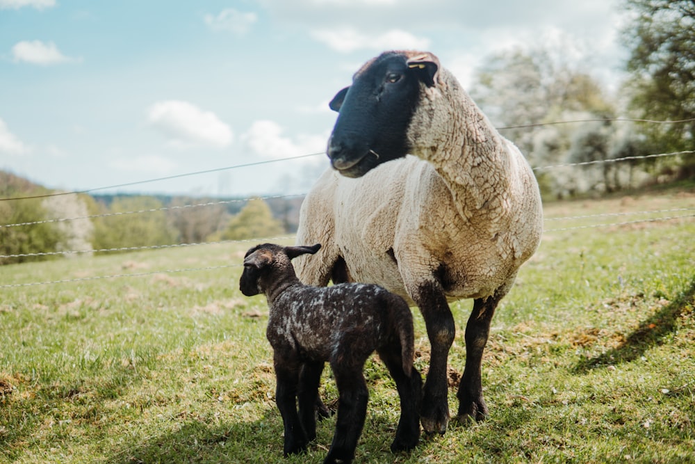 a black and white sheep standing next to a baby sheep