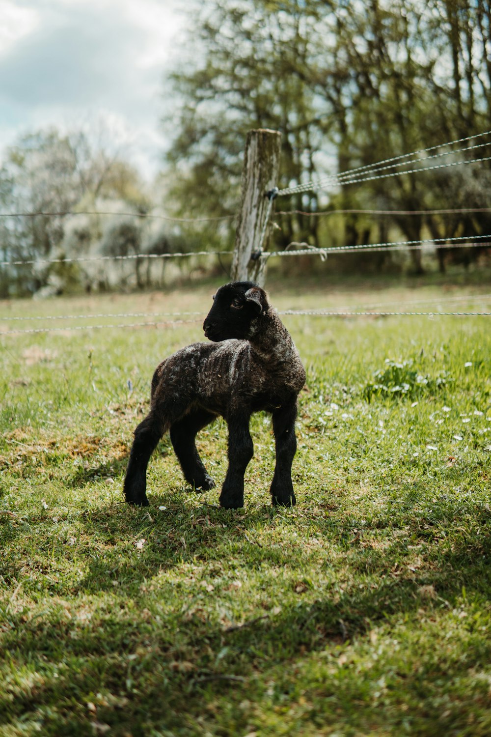 a baby lamb standing next to a fence