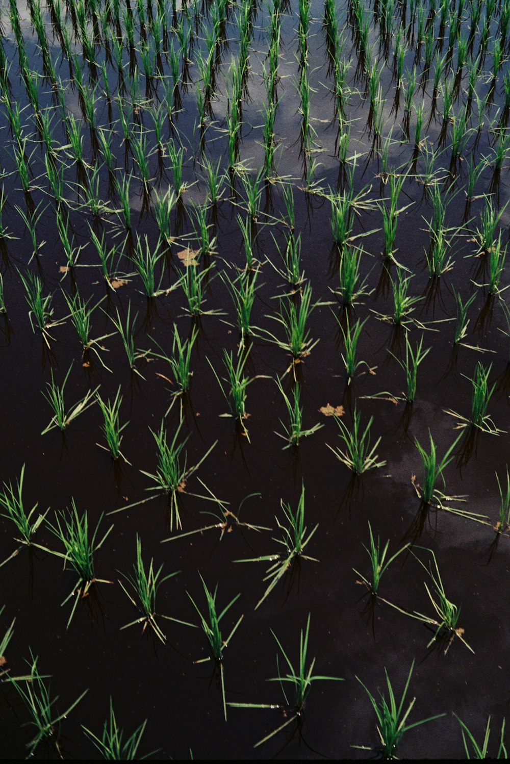 ein großes Feld grüner Pflanzen, die im Wasser wachsen