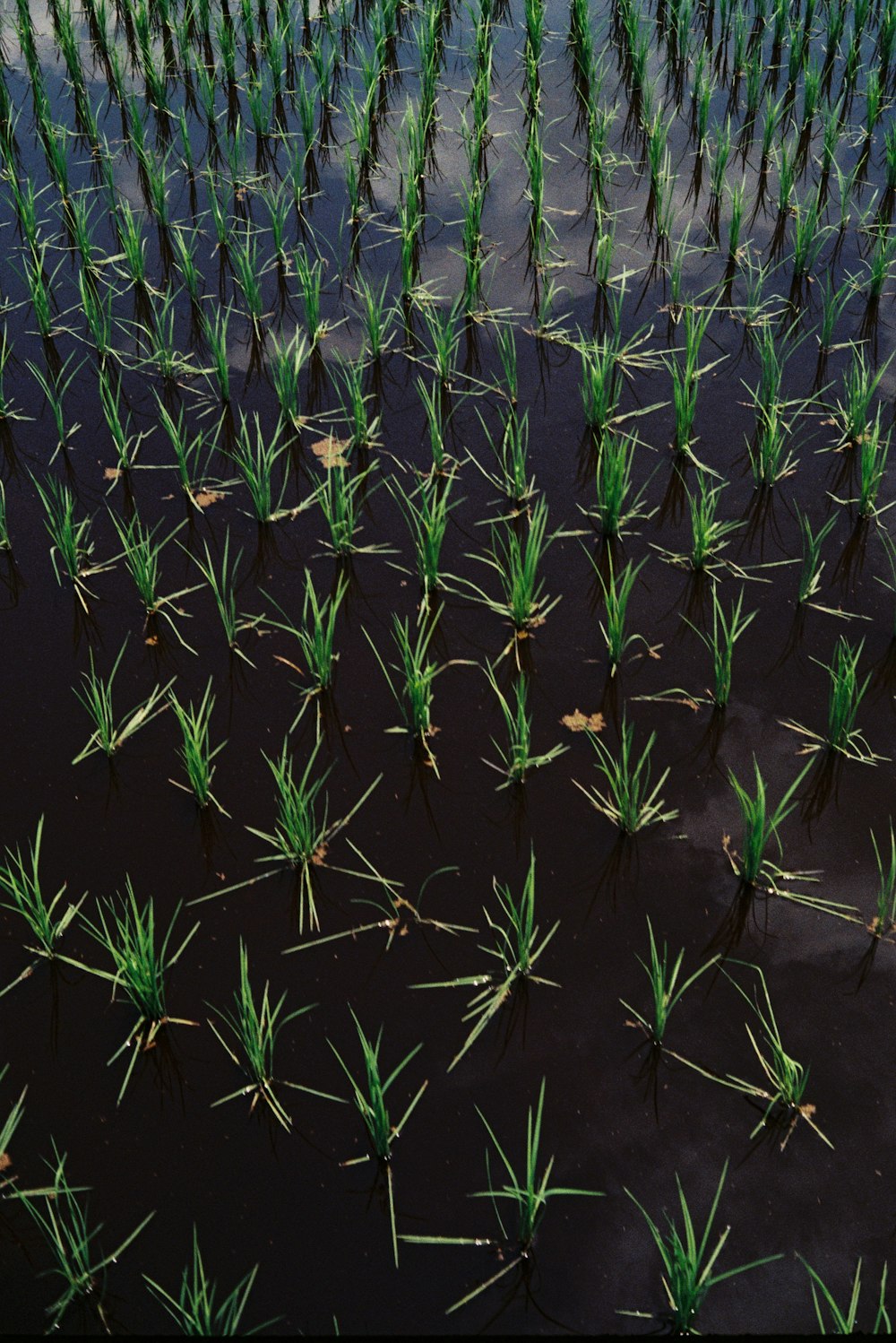 a large field of green plants growing in water