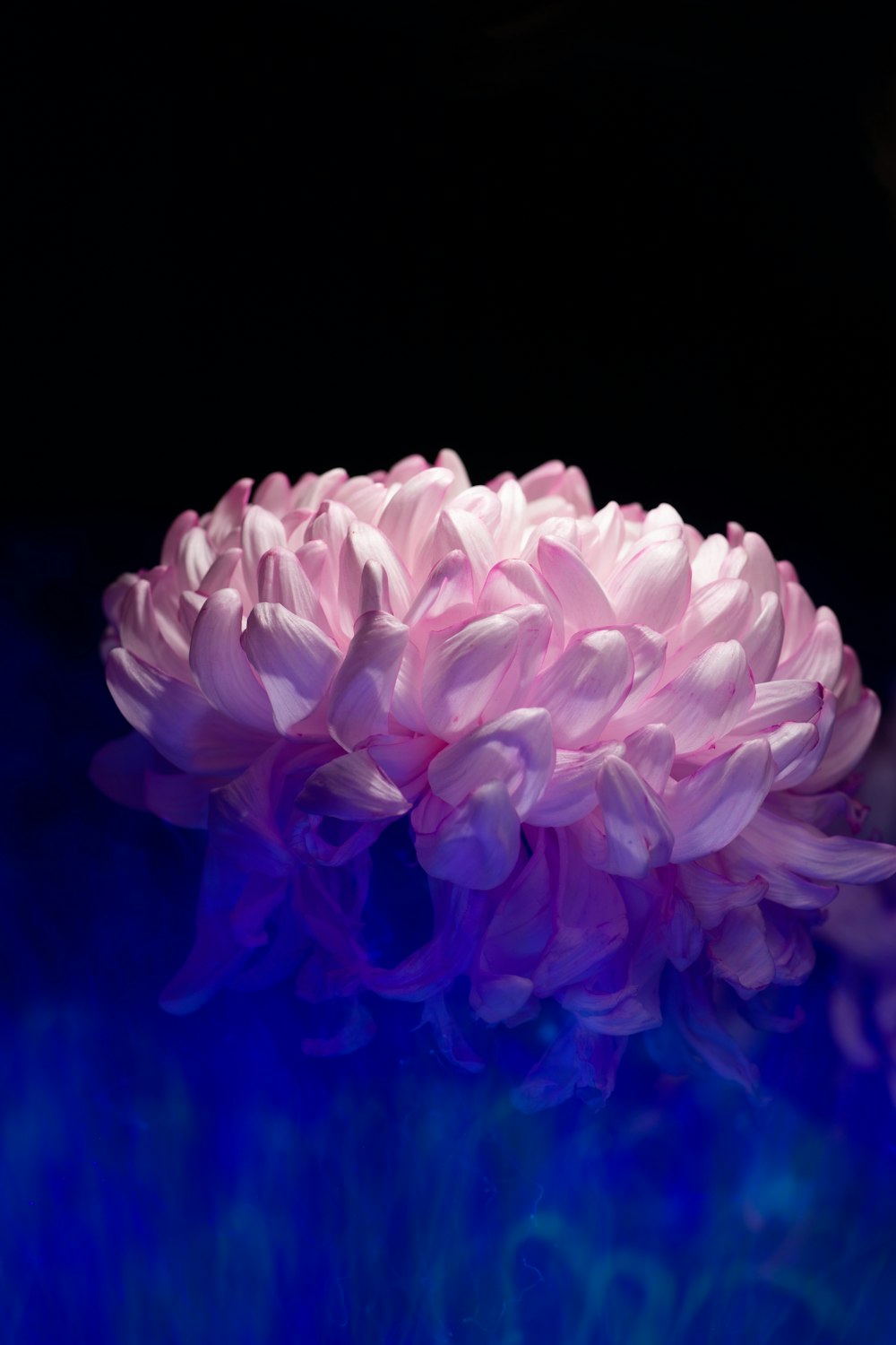 a large pink flower sitting on top of a blue table