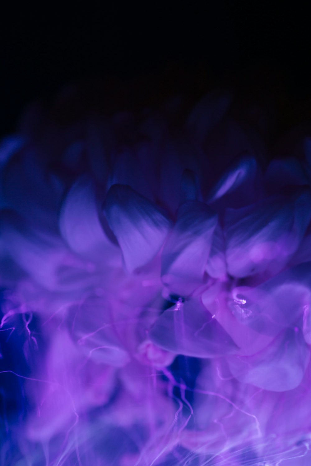 a close up of a purple flower on a black background