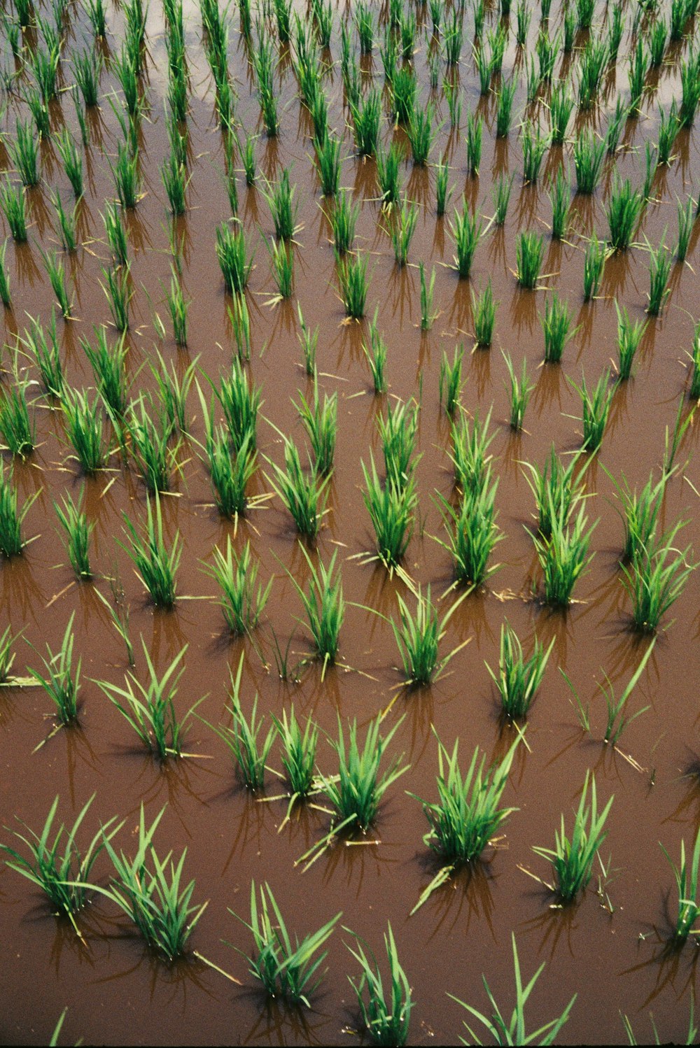 a large field of grass is flooded with water