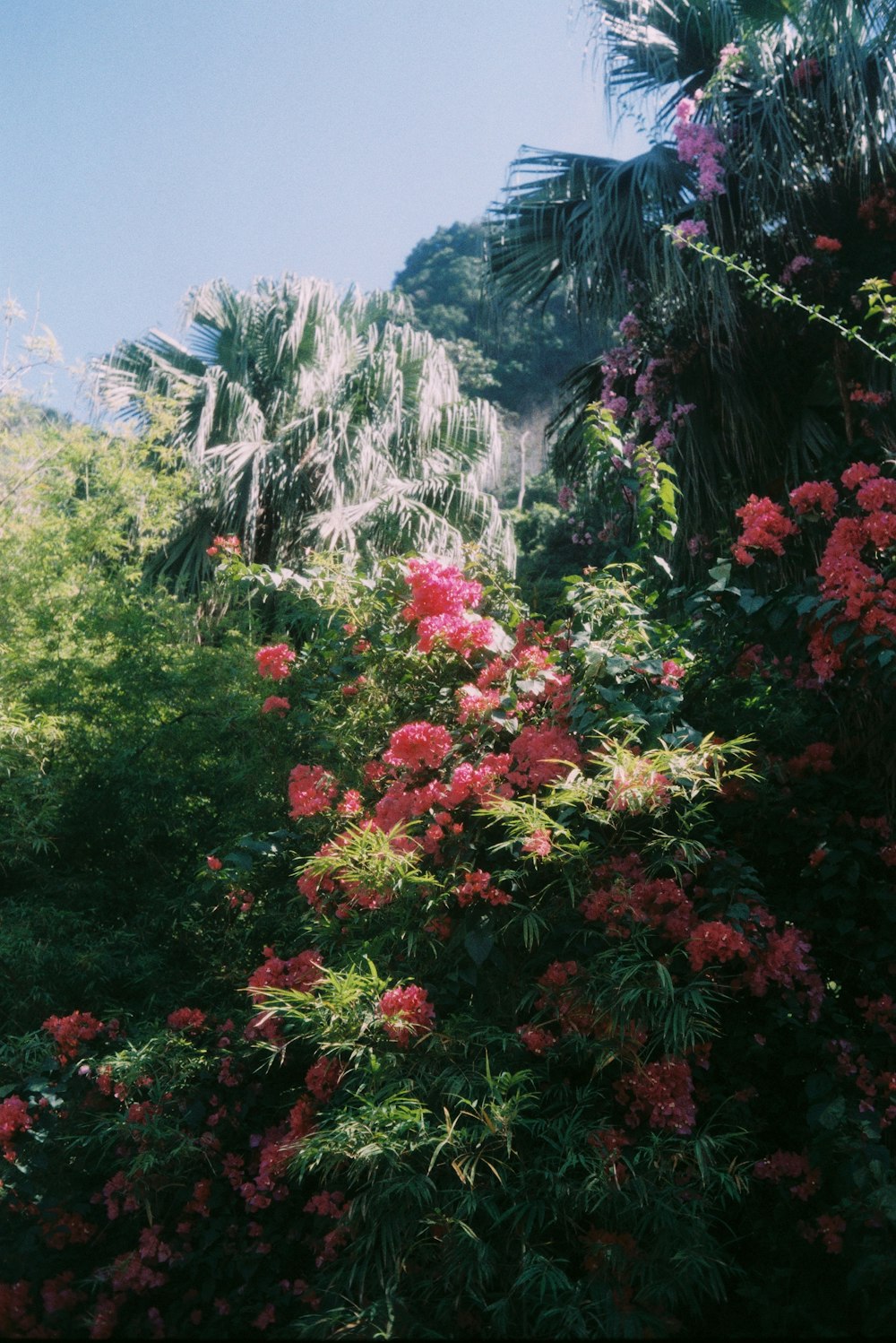 a bush with pink flowers and palm trees in the background