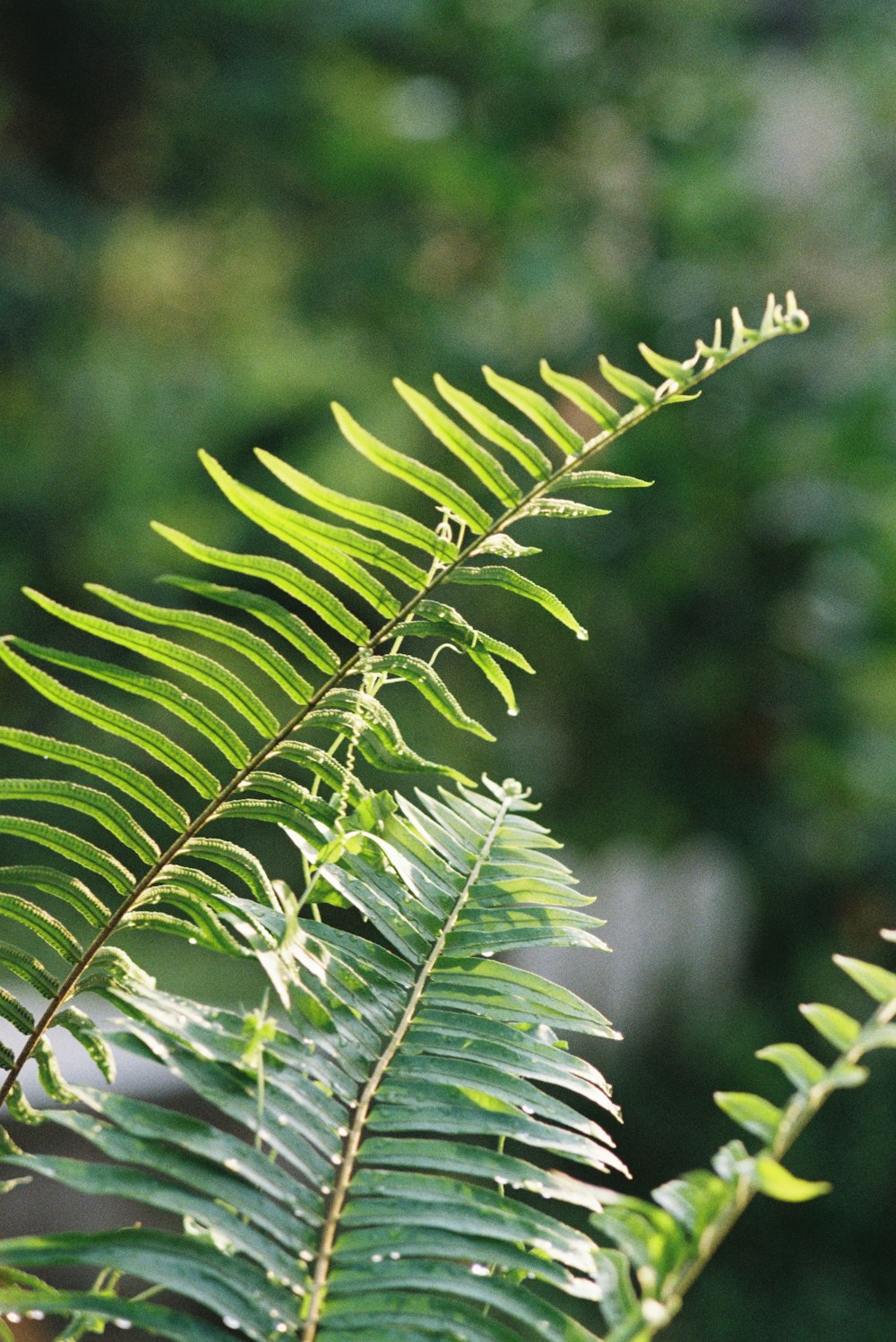 a close up of a green leaf on a tree