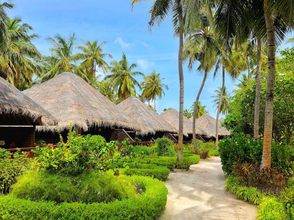 a pathway leading to a tropical resort with palm trees