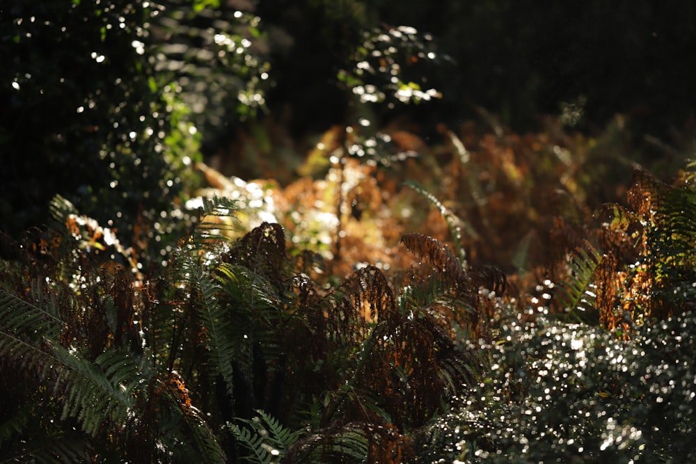 El sol brilla a través de las hojas de un arbusto