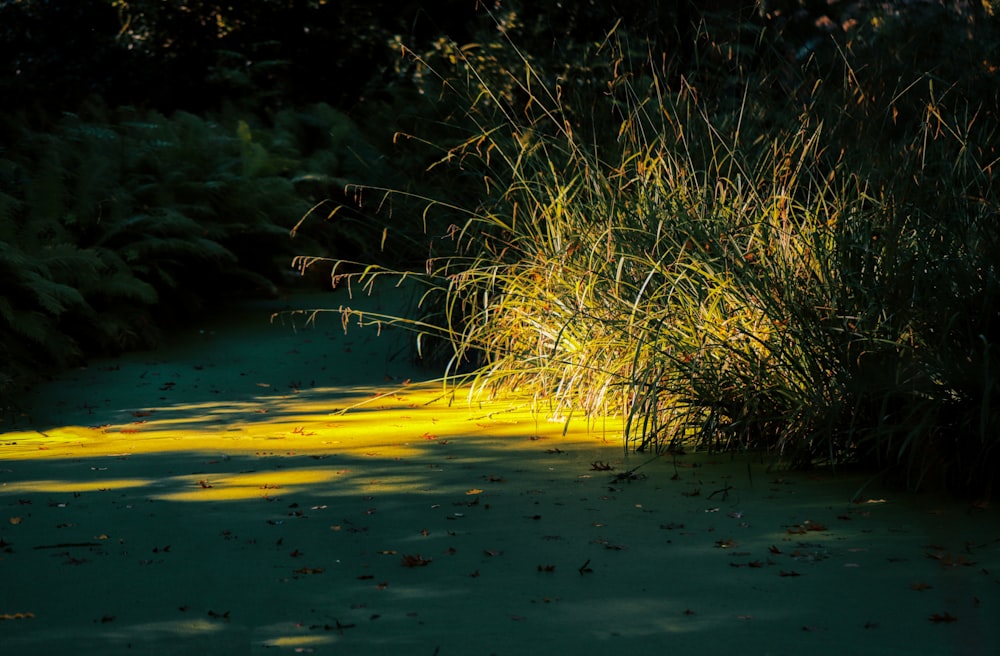 the sun is shining on the grass and water