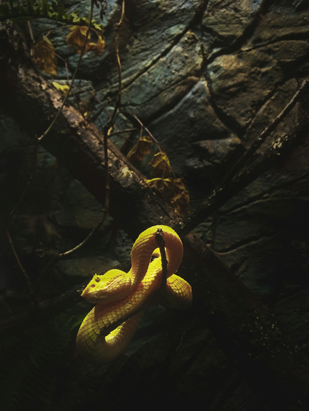 a yellow snake wrapped around a tree branch