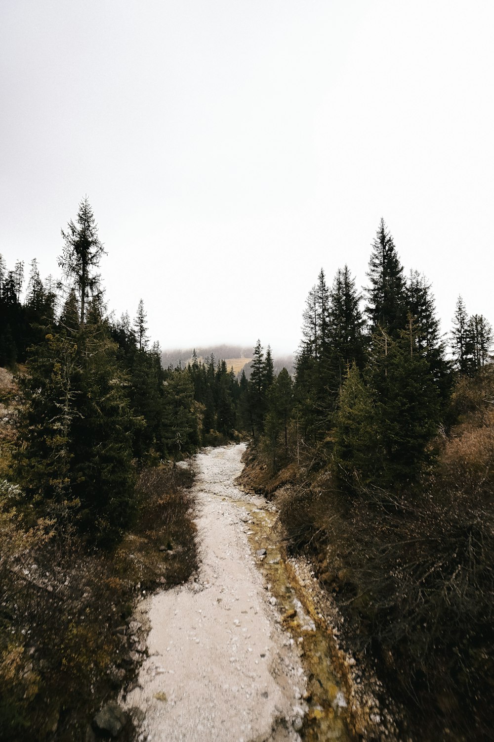 a river running through a forest filled with lots of trees