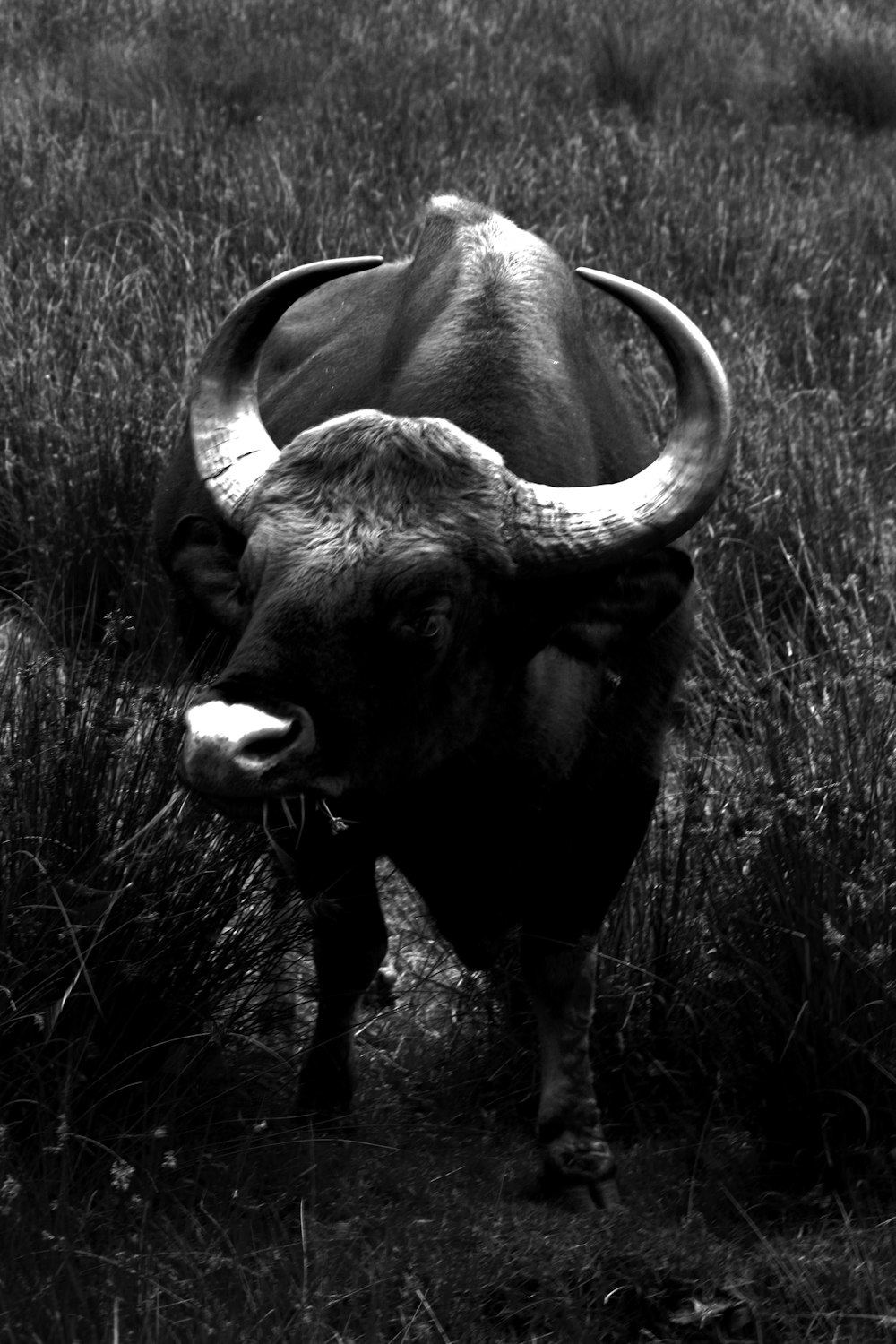 a black and white photo of a bull in a field