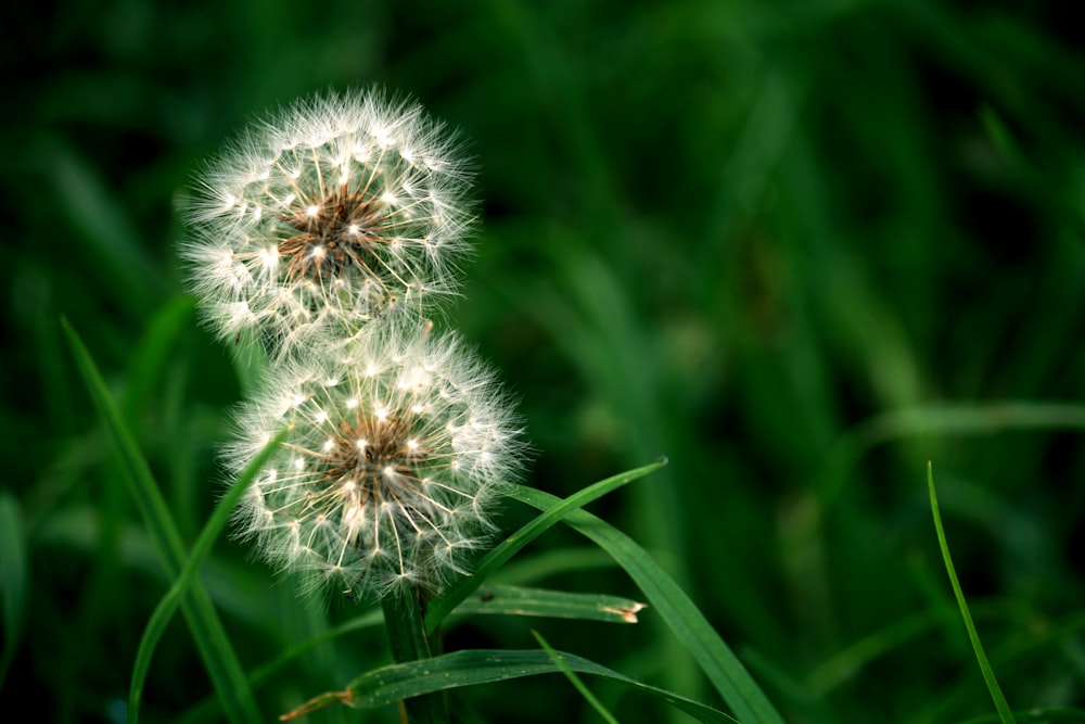 a couple of dandelions sitting on top of a lush green field