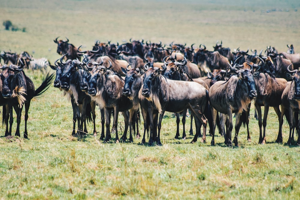 a herd of wildebeest standing on top of a lush green field
