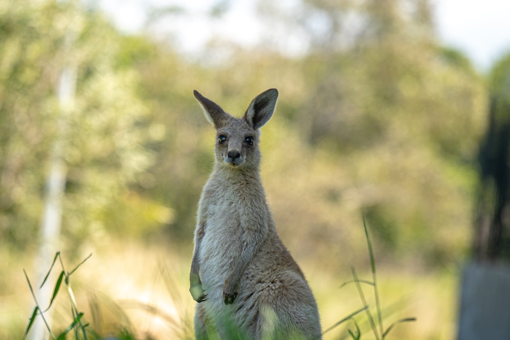 a kangaroo standing in the grass with trees in the background
