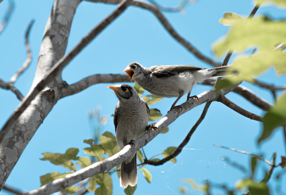 a couple of birds sitting on top of a tree branch