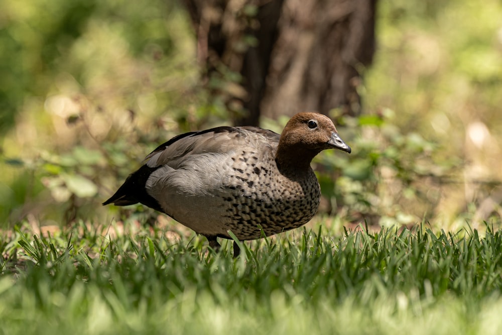 a duck standing in the grass next to a tree
