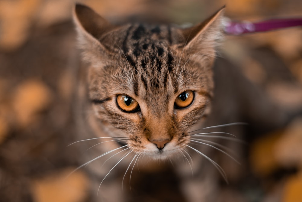 a close up of a cat on a leash