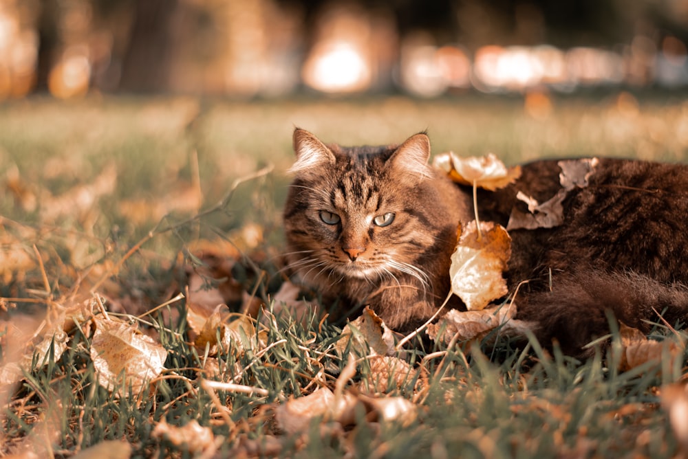 a cat laying in the grass with leaves on the ground