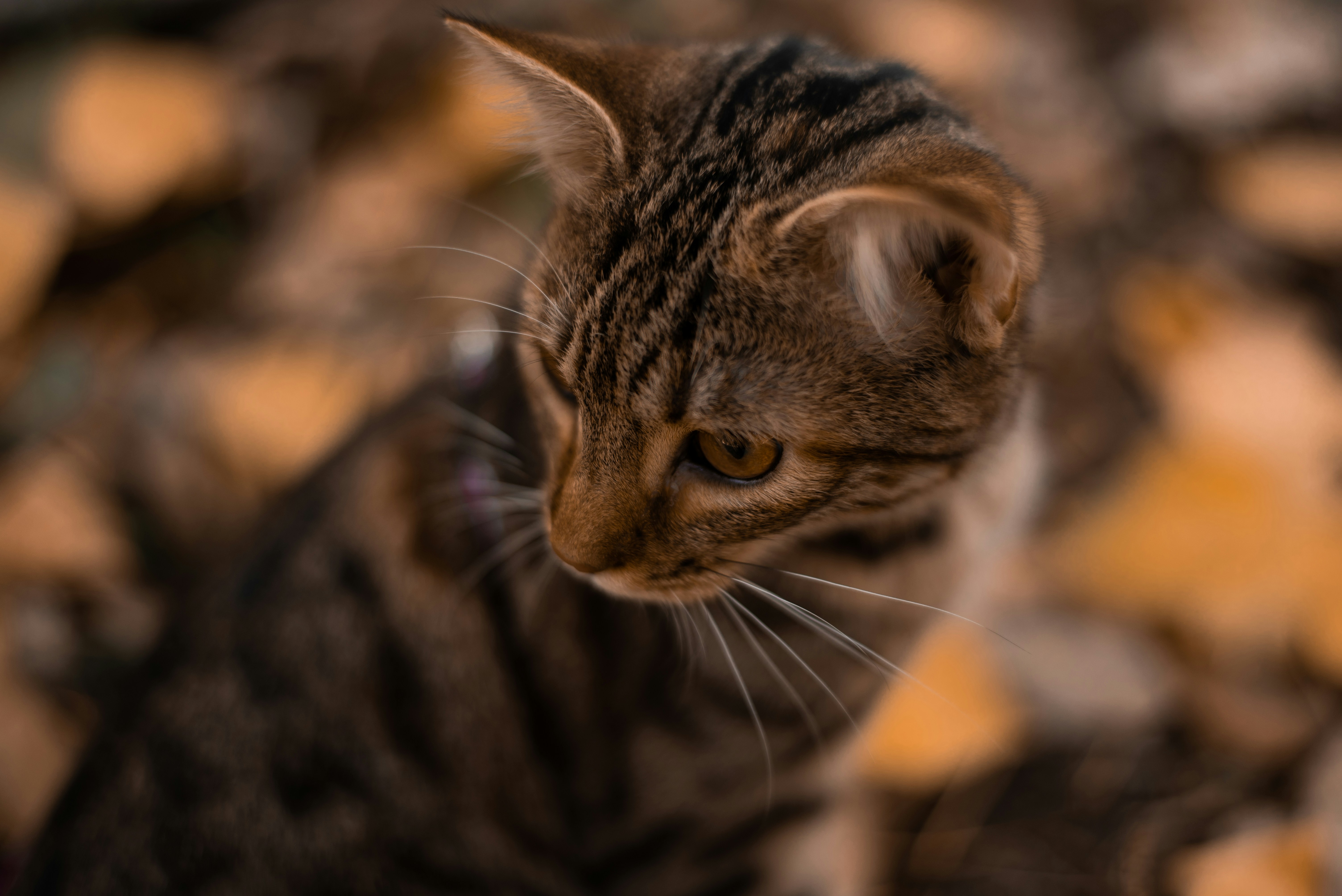 Photo by karina_brovchenko