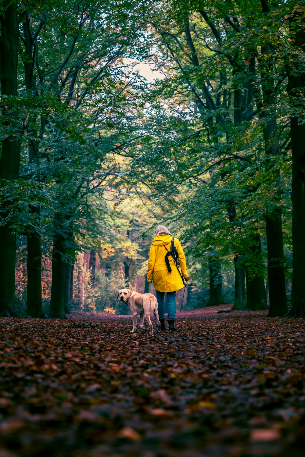 Eine Person in einer gelben Jacke, die mit zwei Hunden im Wald spazieren geht