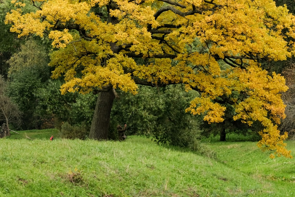 a tree with yellow leaves in a grassy field
